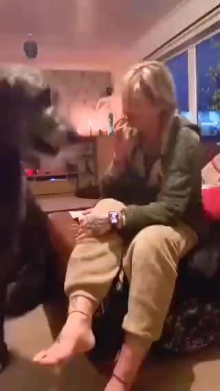 Hunde Memes-Beitrag-Bild