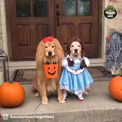 Hunde Memes-Beitrag-Bild