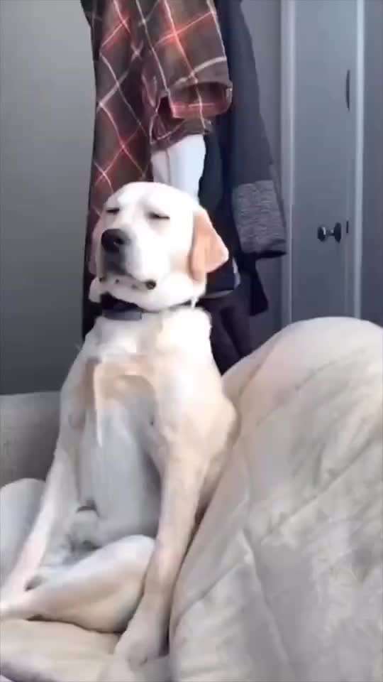 Hunde Memes-Beitrag-Bild