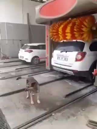 Hunde Memes-Beitrag-Bild