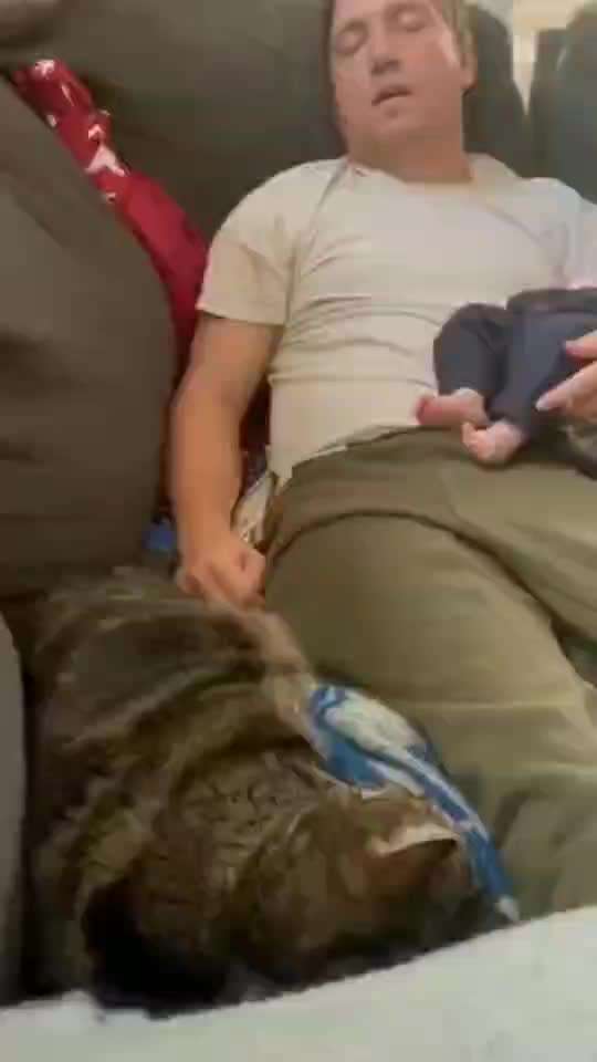 Hunde Memes-Beitrag-Bild