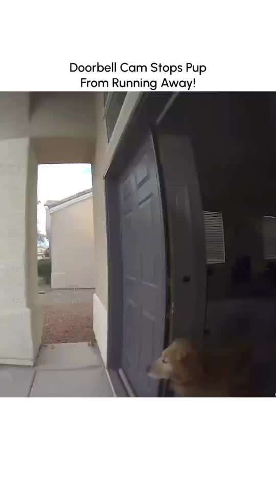 Hunde Memes-Beitrag-Bild