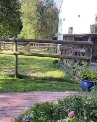 Hunde Memes-Beitrag-Bild