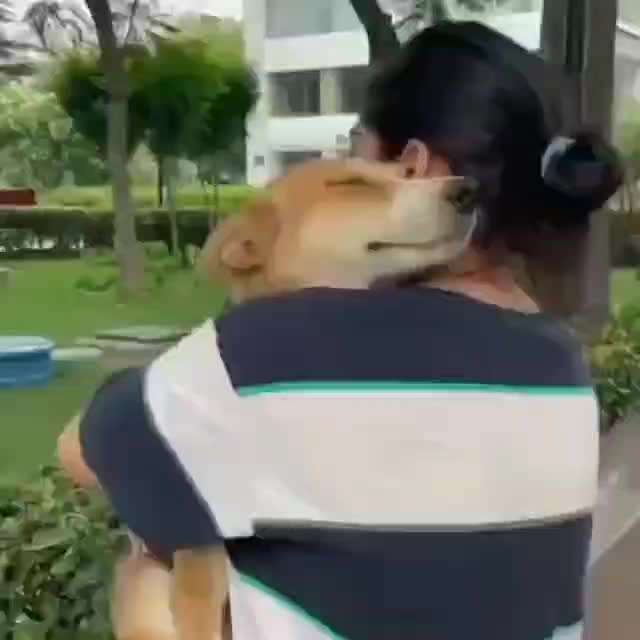 Hunde Memes-Beitrag-Bild