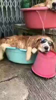 Hunde Memes-Beitrag-Bild