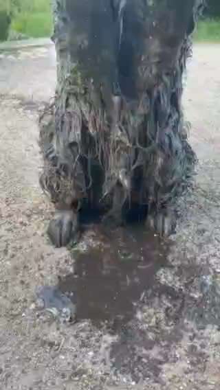 Hunde Memes-Beitrag-Bild