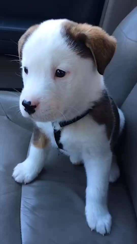 Hunde Memes-Beitrag-Bild