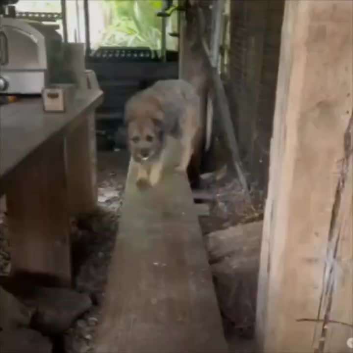 Hunde Memes-Beitrag-Bild