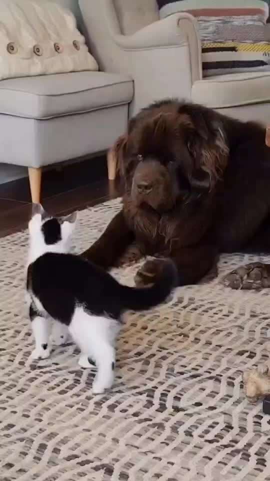 Hunde Memes-Beitrag-Bild