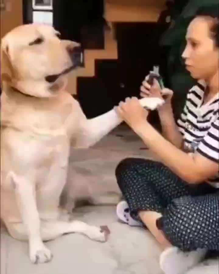 Hunde Memes-Beitrag-Bild