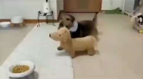 Hunde Memes-Beitrag-Bild