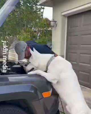 Hunde Memes-Beitrag-Bild