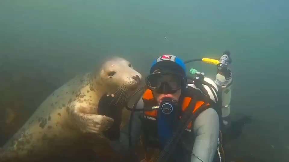 Hunde Memes-Beitrag-Bild