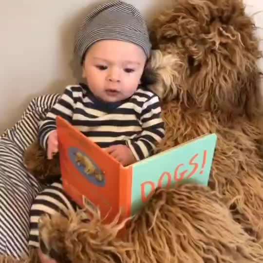 Hunde Memes-Beitrag-Bild