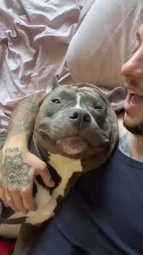 Hunde Memes-Beitrag-Bild