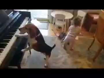 Hunde Memes-Beitrag-Bild