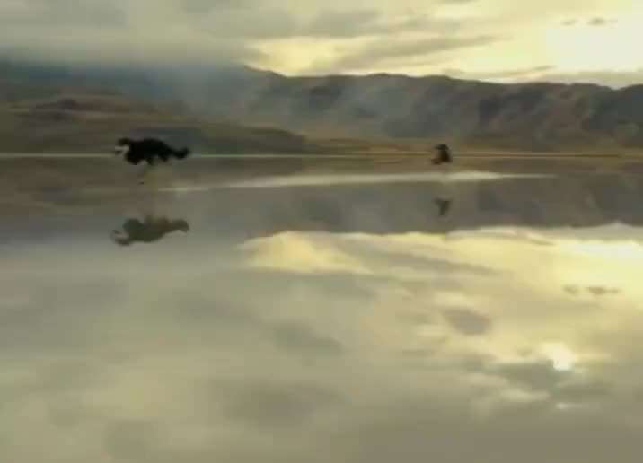 Hunde Memes-Beitrag-Bild