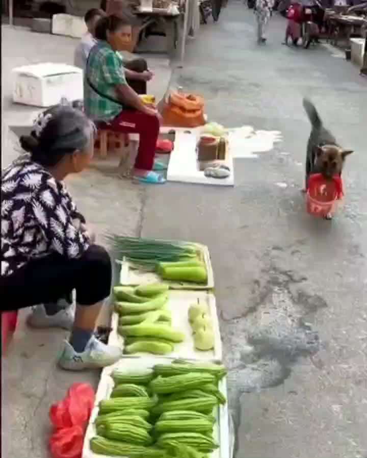 Hunde Memes-Beitrag-Bild