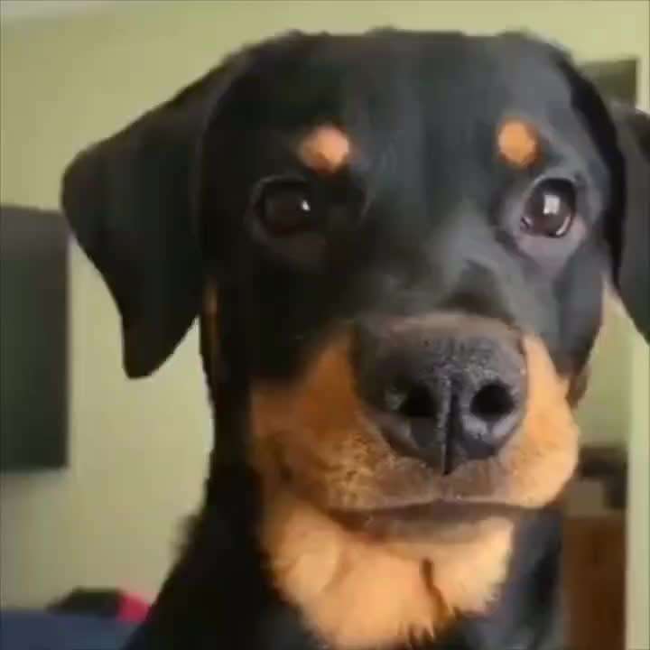 Hunde Memes-Beitrag-Bild