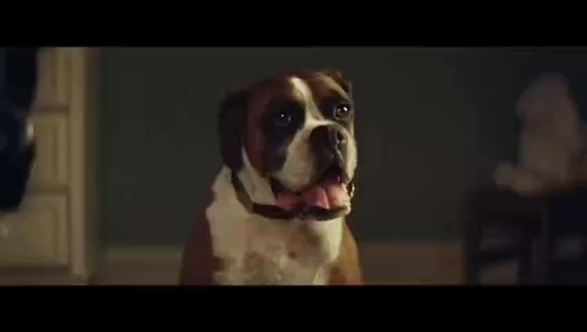 Hunde Memes-Beitrag-Bild