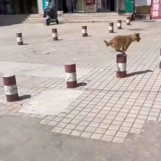 Hunde Memes-Beitrag-Bild