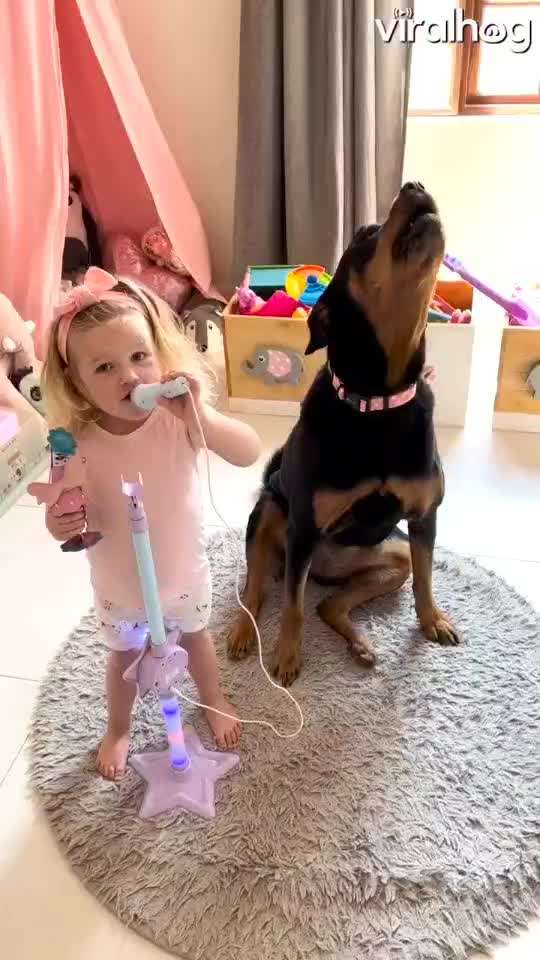 Hunde Memes-Beitrag-Bild