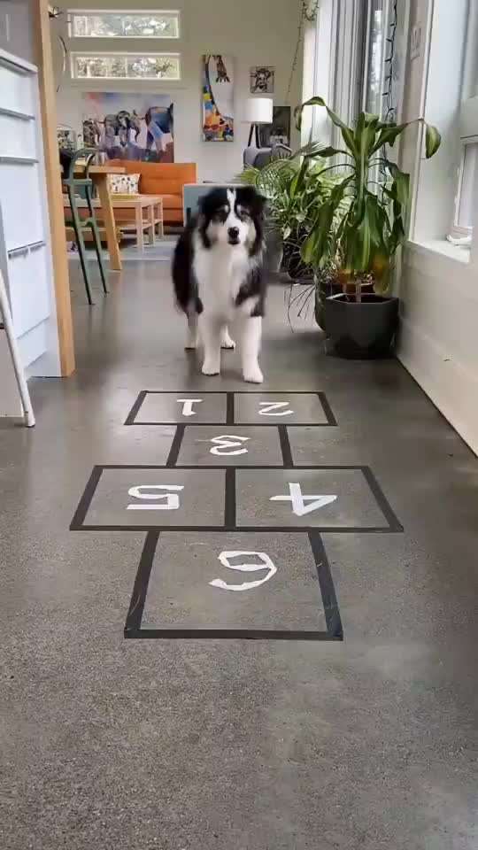 Hunde Memes-Beitrag-Bild