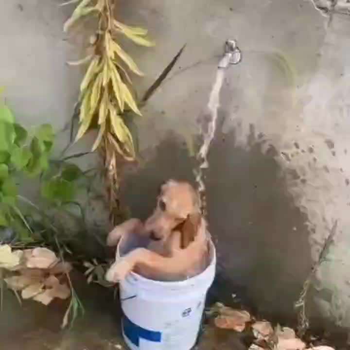 Hunde Memes-Beitrag-Bild