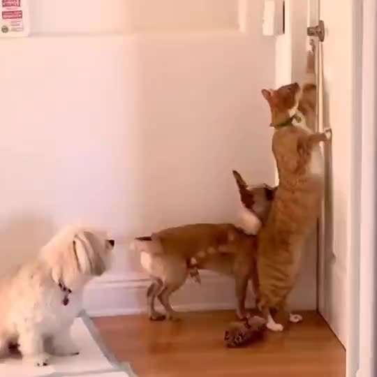 Hunde Memes-Beitrag-Bild