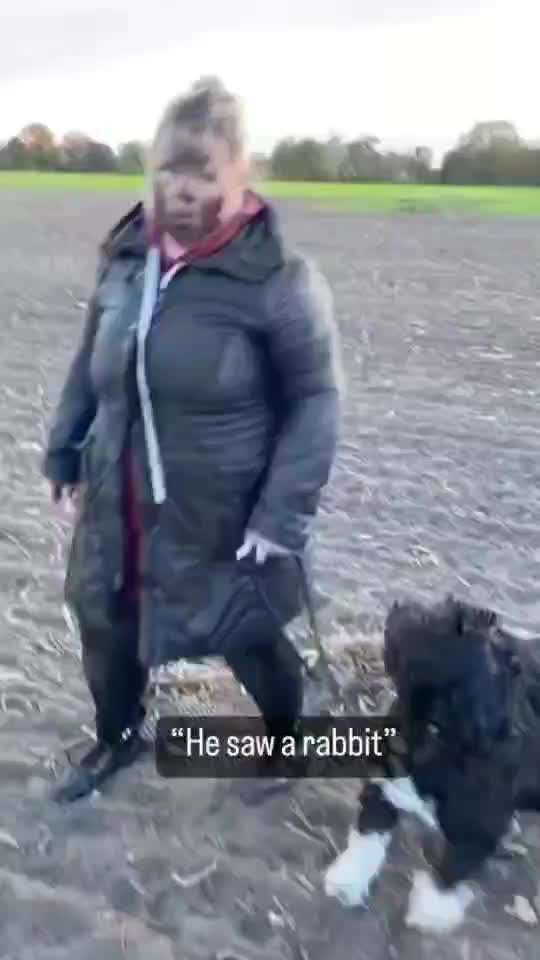 Hunde Memes-Beitrag-Bild