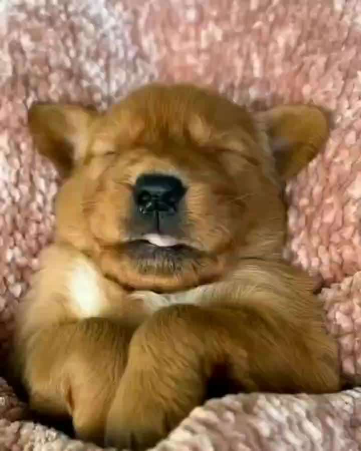 Hunde Memes-Beitrag-Bild