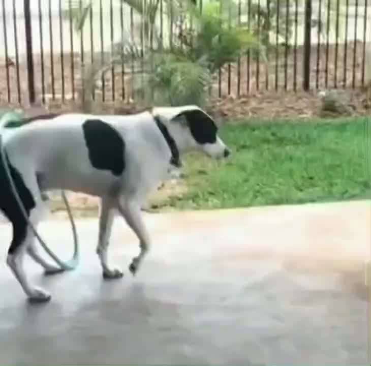 Hunde Memes-Beitrag-Bild