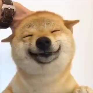 Hunde Memes-Beitrag-Bild