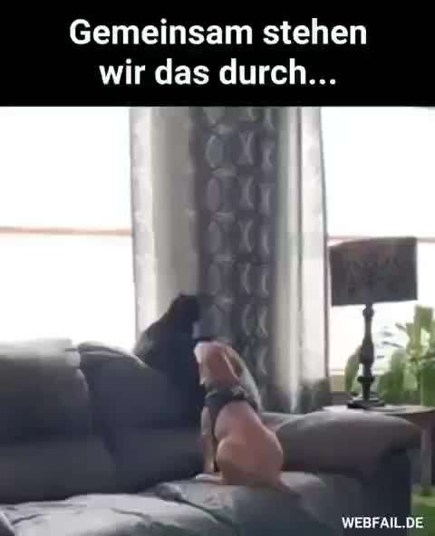 Hunde Memes-Beitrag-Bild