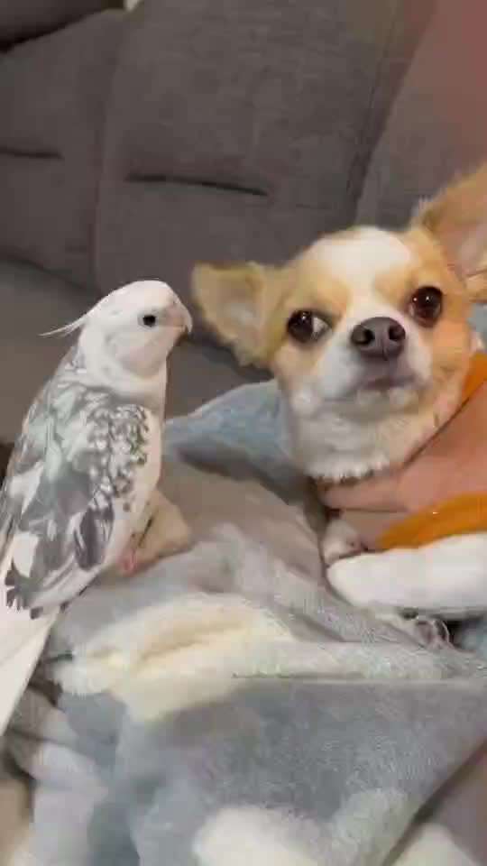 Hunde Memes-Beitrag-Bild