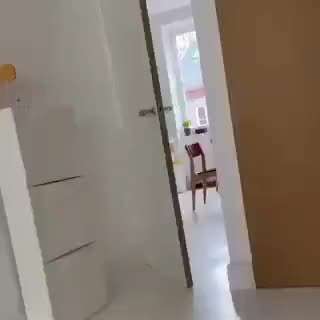 Hunde Memes-Beitrag-Bild