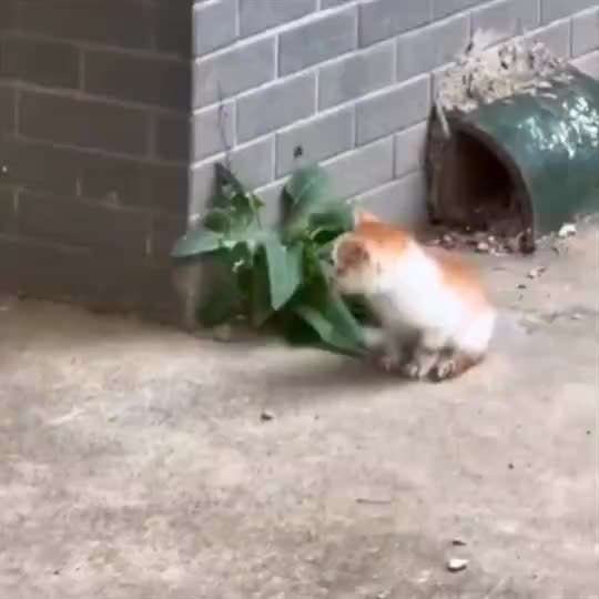 Hunde Memes-Beitrag-Bild