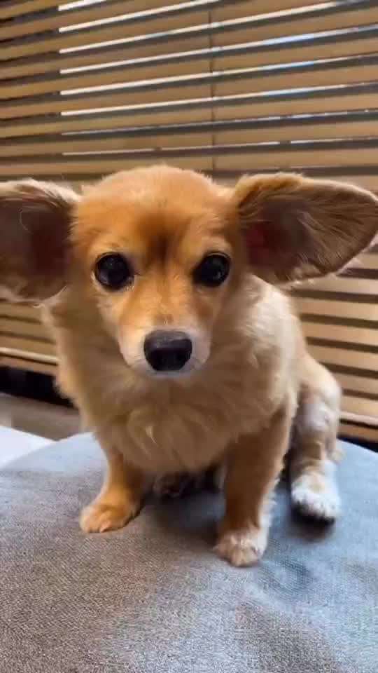 Hunde Memes-Beitrag-Bild