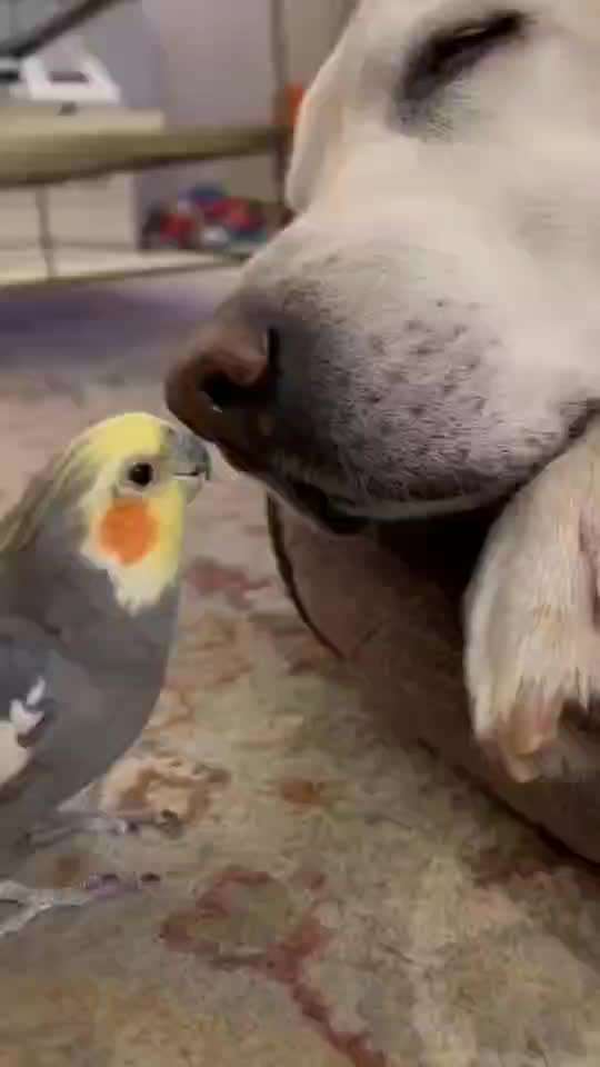 Hunde Memes-Beitrag-Bild