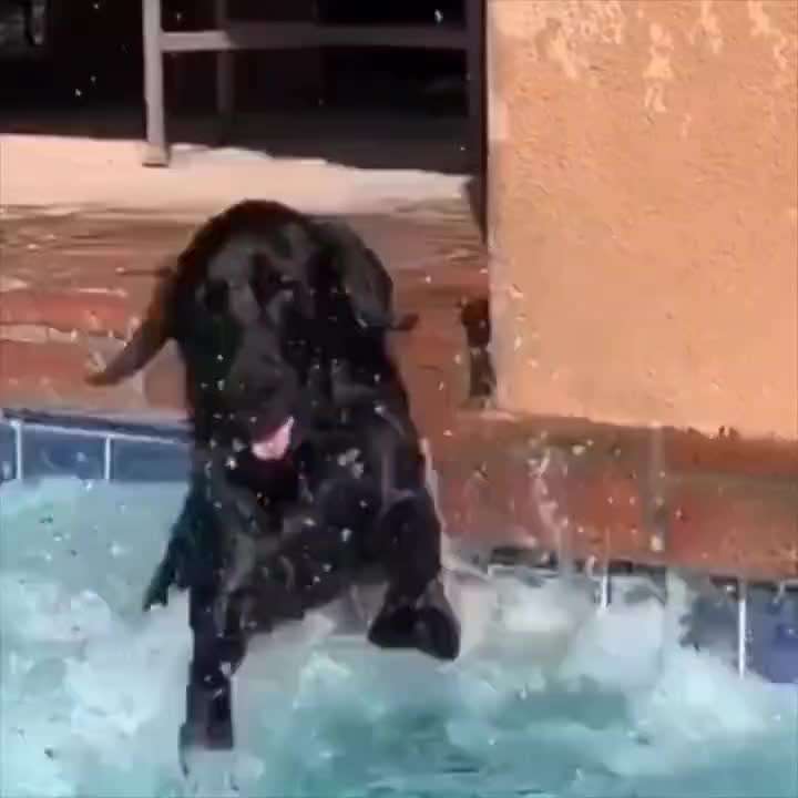 Hunde Memes-Beitrag-Bild