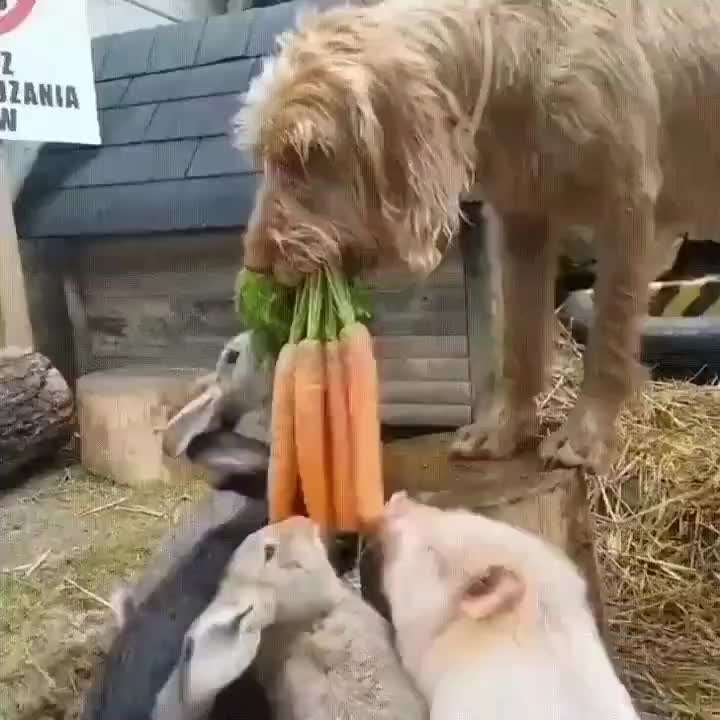 Hunde Memes-Beitrag-Bild