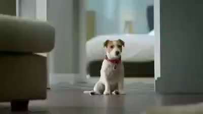 Hunde Memes-Beitrag-Bild