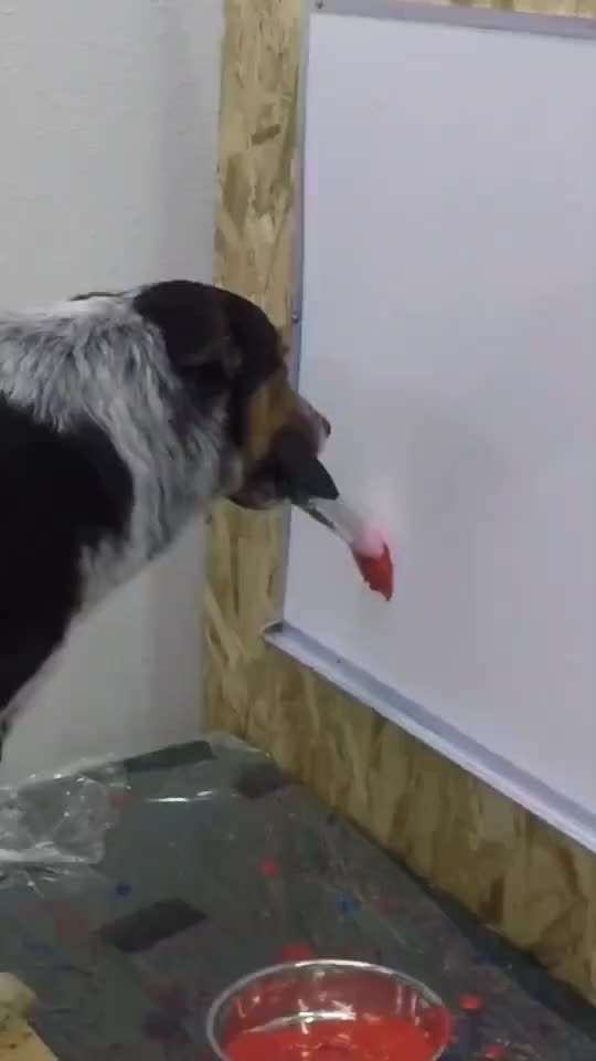 Hunde Memes-Beitrag-Bild