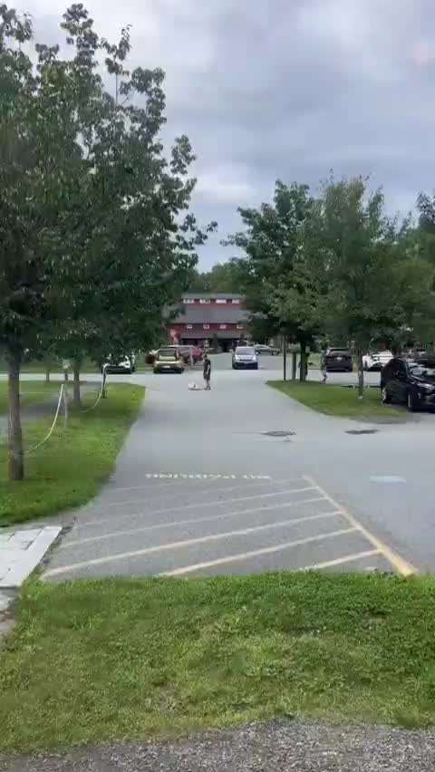 Hunde Memes-Beitrag-Bild