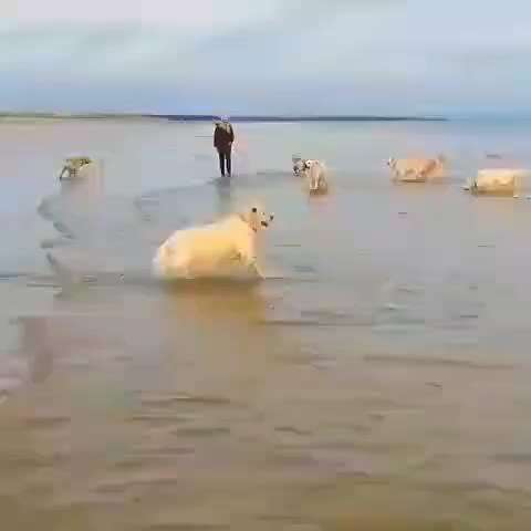 Hunde Memes-Beitrag-Bild