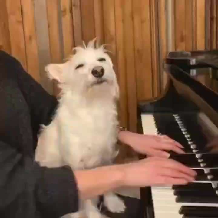 Hunde Memes-Beitrag-Bild