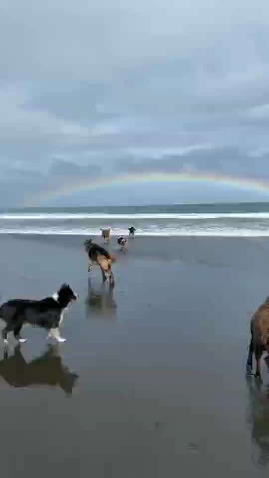 Hunde Memes-Beitrag-Bild