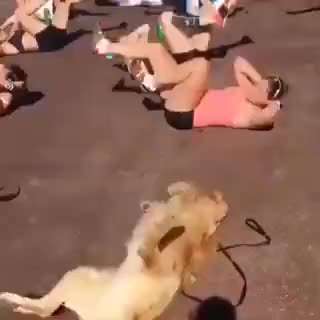 Hunde Memes-Beitrag-Bild