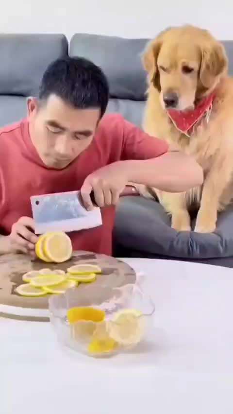 Hunde Memes-Beitrag-Bild