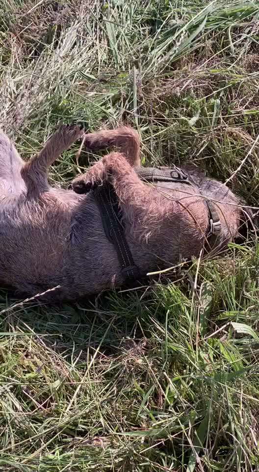 Border Terrier-Beitrag-Bild